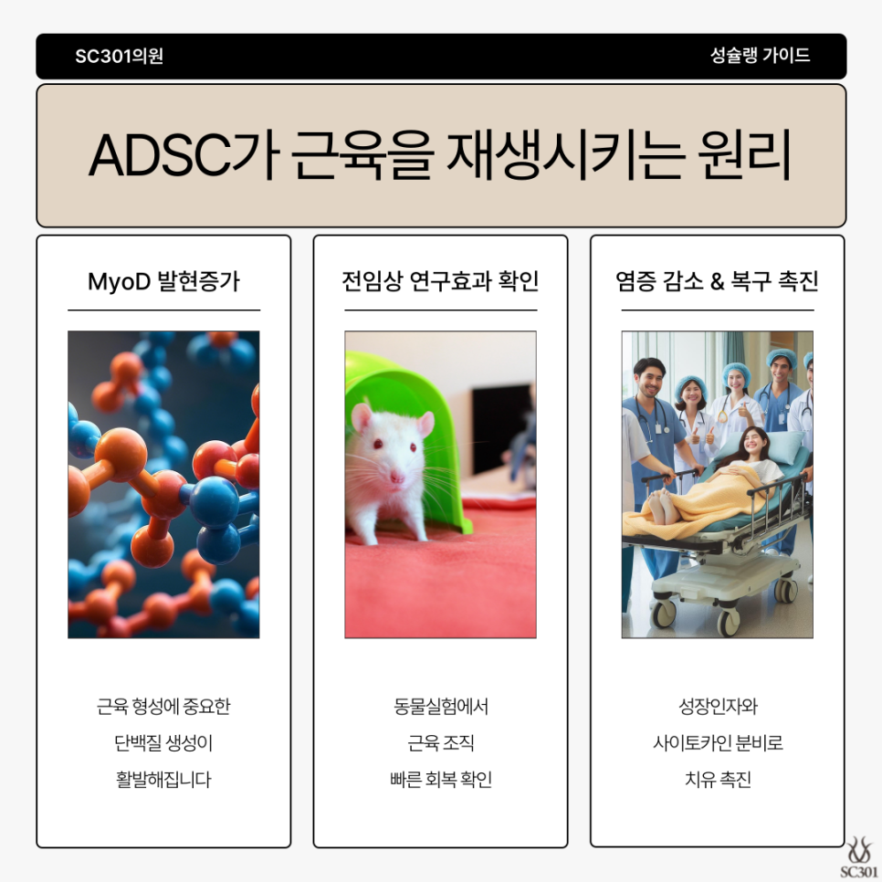 0320_손상된-근육_-재생될-수-있을까_-SC301-성슐랭-가이드와-지방-줄기세포로-알아-004 손상된 근육, 재생될 수 있을까? SC301 성슐랭 가이드와 지방 줄기세포로 알아봐요!