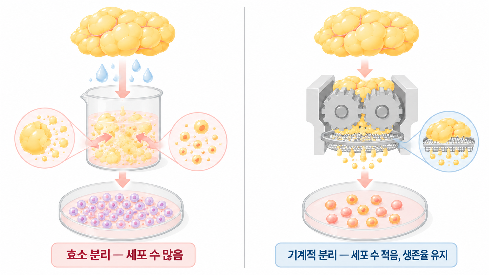 SVF를-얻는-방법 SVF 연구의 최신 동향 — 2025~2026 논문으로 본 재생의학의 방향