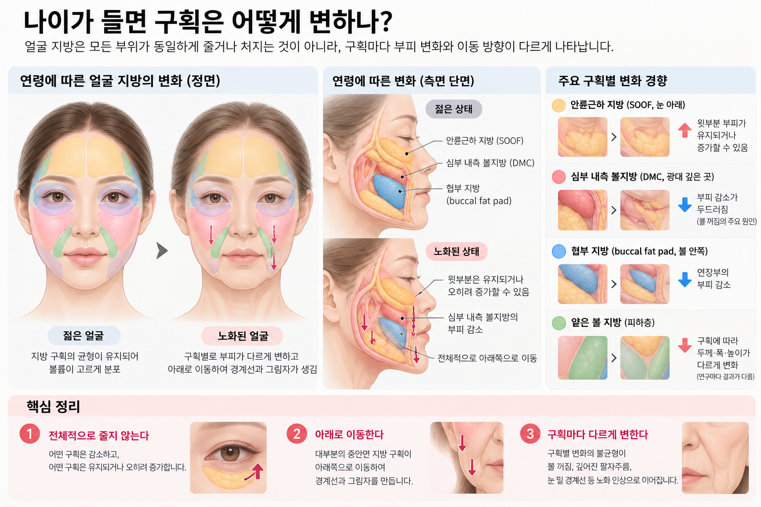 얼굴-지방의-구획-변화 노화에 따른 얼굴 지방 구획의 변화 — 재생의학적 접근